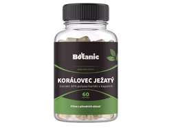 Korálovec ježatý / lions mane hericium